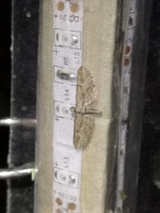 Eupithecia oxycedrata