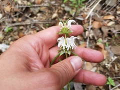 Monarda citriodora austromontana
