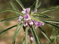Psoralea bolusii