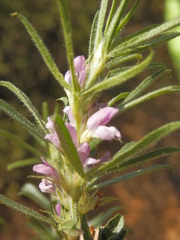 Psoralea bolusii