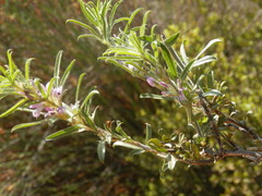 Psoralea bolusii