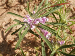 Psoralea bolusii