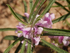 Psoralea bolusii