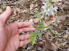 Monarda citriodora austromontana