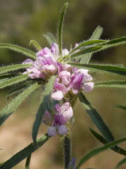 Psoralea bolusii