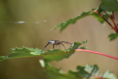 Dolomedes triton