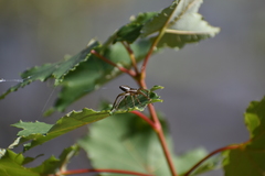 Dolomedes triton