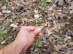 Monarda citriodora austromontana