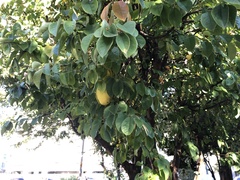 Pseudocydonia sinensis