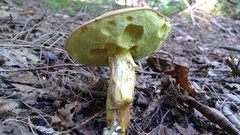 Boletus subtomentosus image