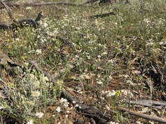 Rhodanthe corymbiflora