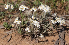 Rhodanthe corymbiflora