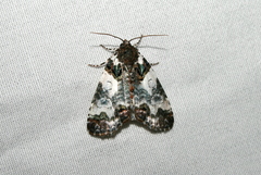 Cerma cerintha