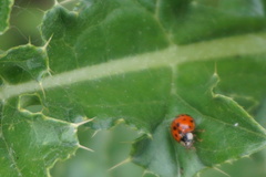 Harmonia axyridis