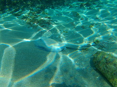 Pacific Chupare photo 4