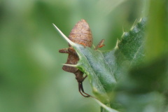 Coreus marginatus