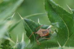 Coreus marginatus