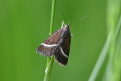Loxostege fascialis