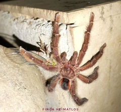 Avicularia lynnae