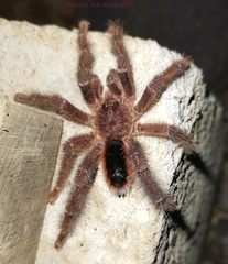 Avicularia lynnae