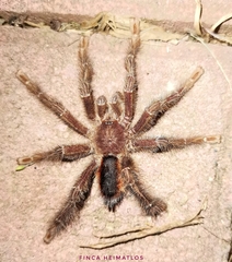 Avicularia lynnae