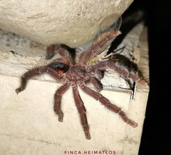 Avicularia lynnae