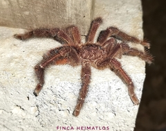 Avicularia lynnae