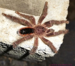 Avicularia lynnae