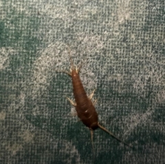 Lepisma