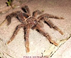 Avicularia lynnae