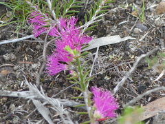 Melaleuca wilsonii