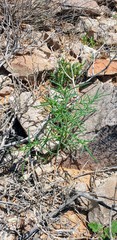 Scleranthus pungens