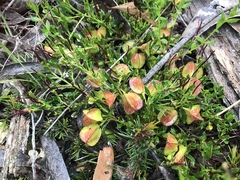 Dodonaea procumbens