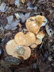 Hydnum subolympicum