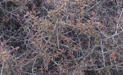 Ximenia americana