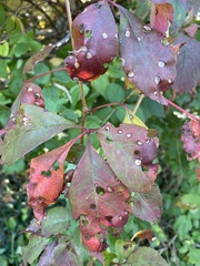 Phyllosticta parthenocissi