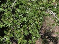 Ribes aureum aureum