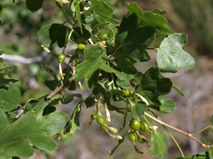 Ribes aureum aureum