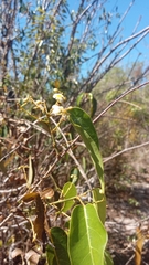 Baphia capparidifolia image