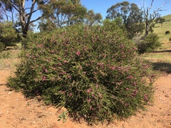 Melaleuca wilsonii