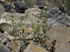 Galium multiflorum