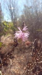 Dichrostachys