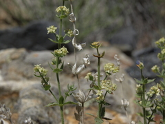 Galium multiflorum