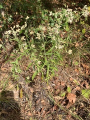 Pseudognaphalium helleri