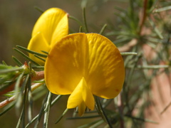 Aspalathus uniflora