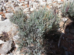 Hebecarpa macradenia