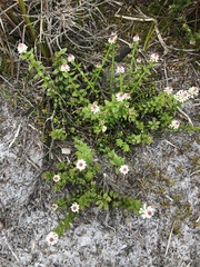 Stackhousia spathulata