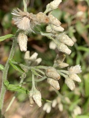 Pseudognaphalium helleri