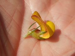 Aspalathus uniflora