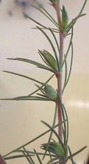 Aspalathus uniflora